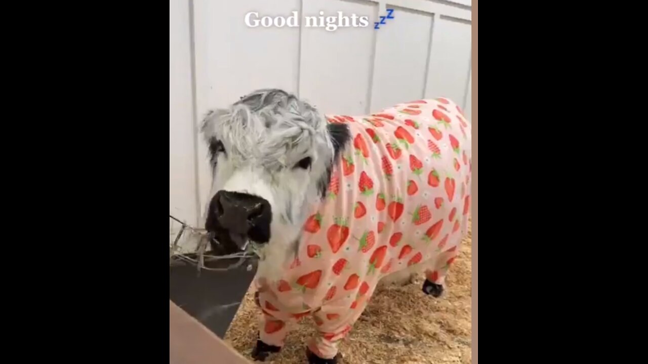 COW'S BEDTIME ROUTINE