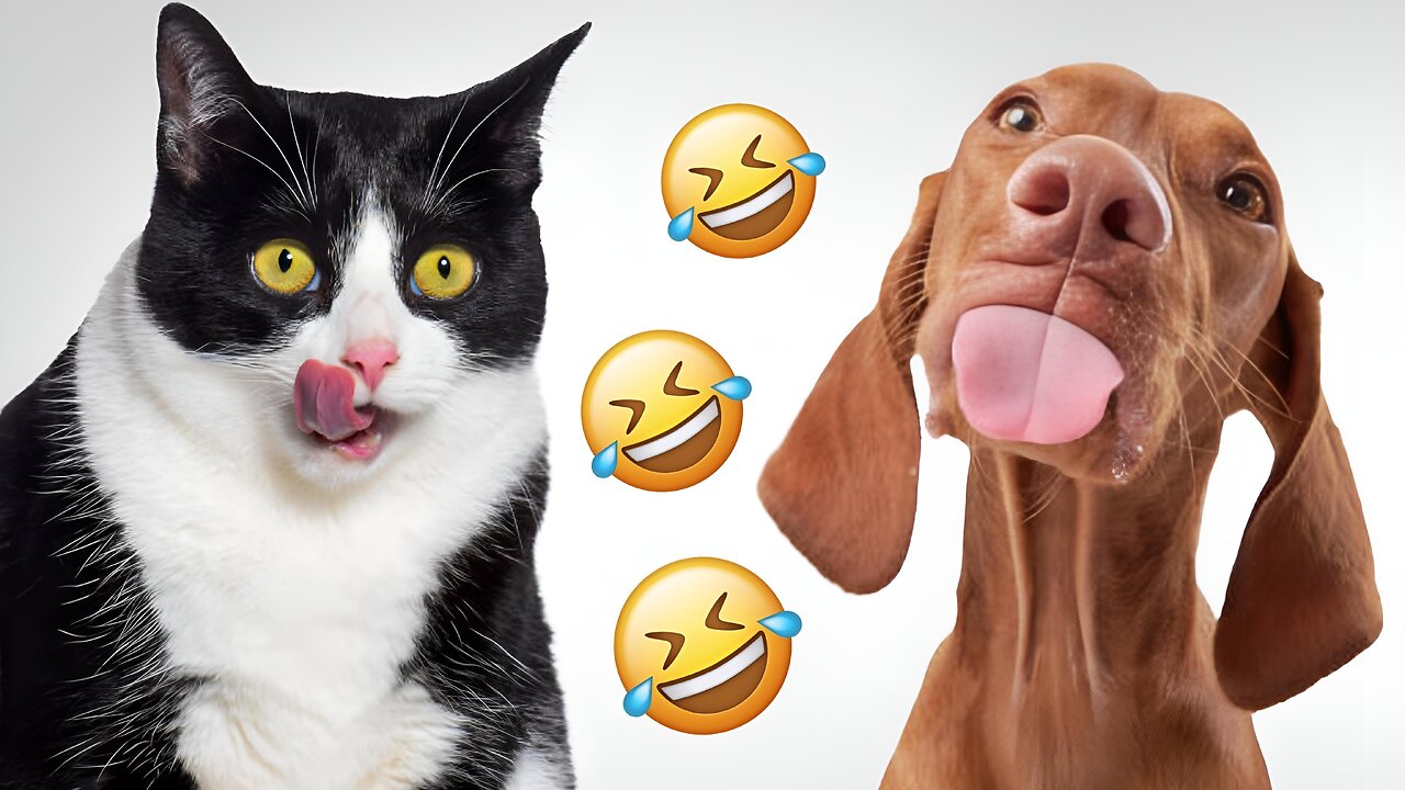 Try Not to Laugh – Funny Cats & Dogs Doing Crazy Things!
