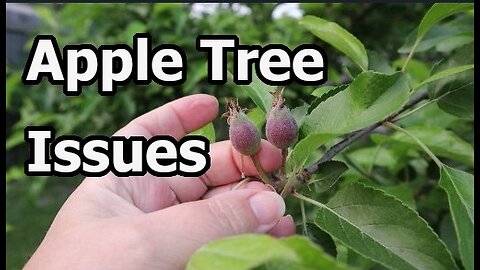 What should I do? I need help. Apple Tree Pest Battle: Keep It or Cut It? Gardening 2025