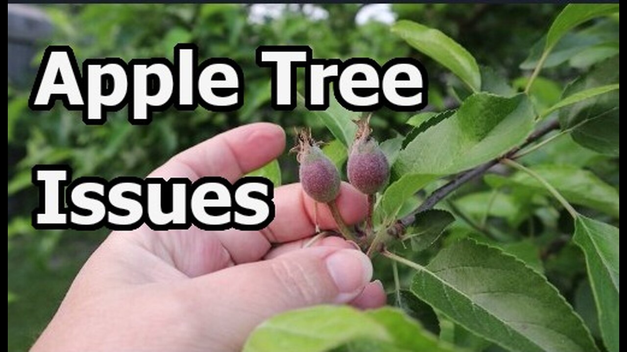 What should I do? I need help. Apple Tree Pest Battle: Keep It or Cut It? Gardening 2025
