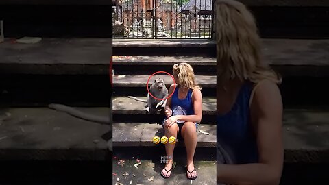 Animals Funny Compilation #funnyanimals #animals #pets #shorts