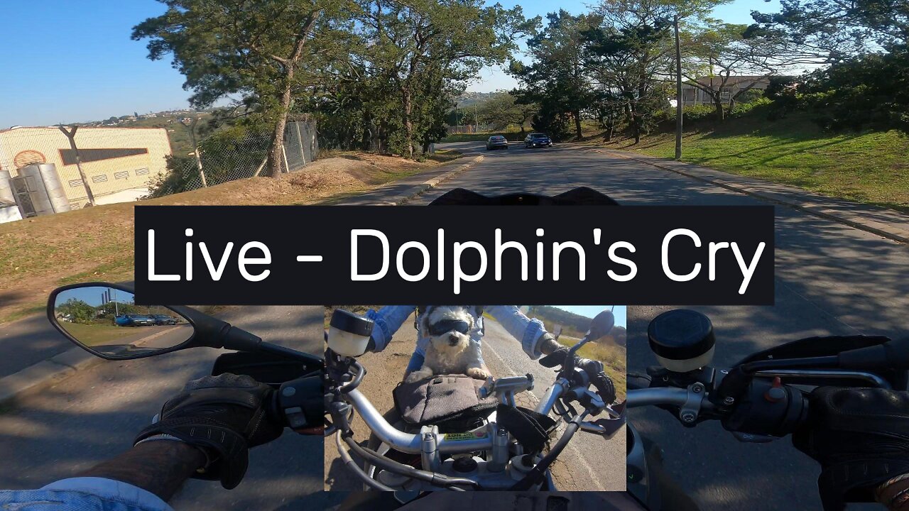 "The Dolphin's Cry" Live