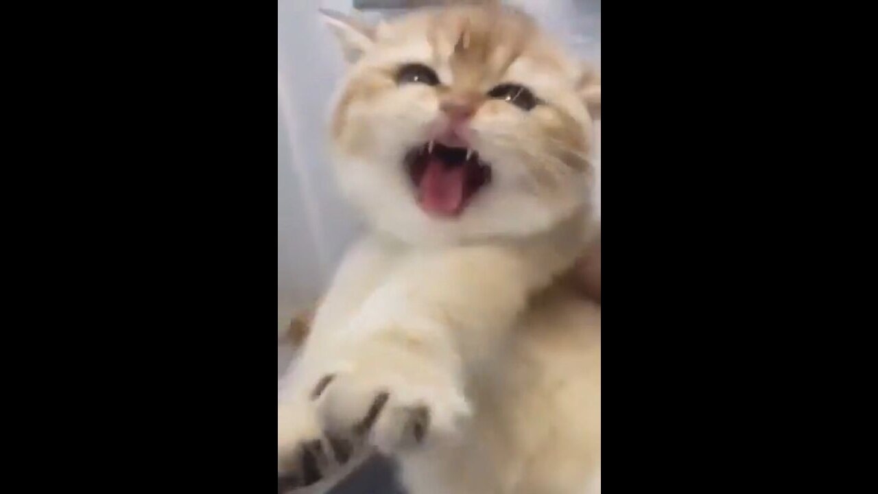 Cats Are Terrorists