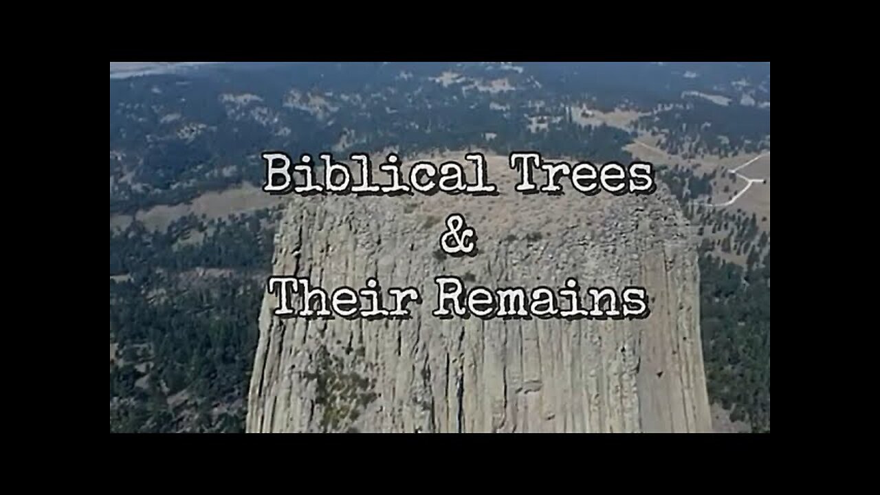 BIBLICAL TREES & THEIR REMAINS