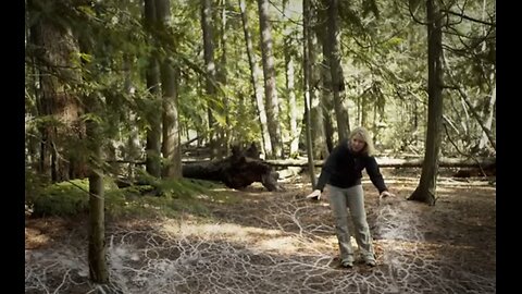 The Hidden Language of Trees_How Forests Secretly Communicate