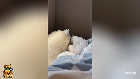 cutest friendship of dog and cat