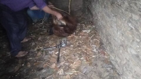 castration calf Bull
