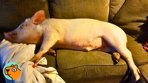 Clingy Pig Moves In The House To Get All The Scratches | Cuddle Buddies