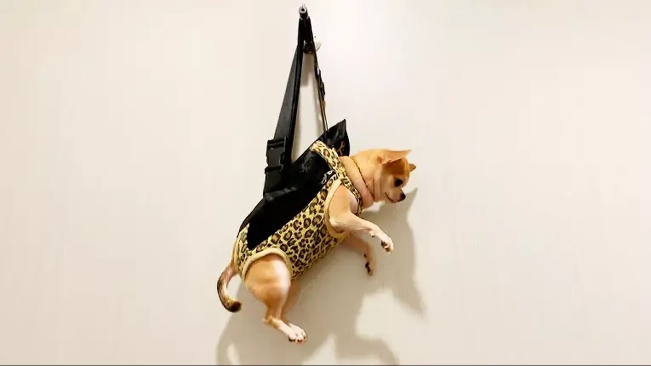 Your Daily Dose of Pets - They Were Left Hanging