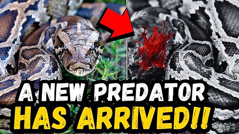 🚨 BREAKING: Something Is Beheading Giant Pythons in Florida…