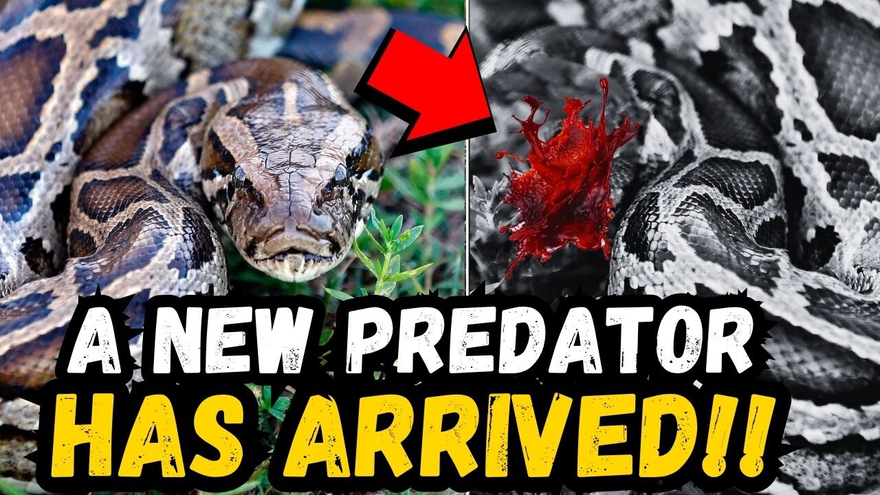 🚨 BREAKING: Something Is Beheading Giant Pythons in Florida…