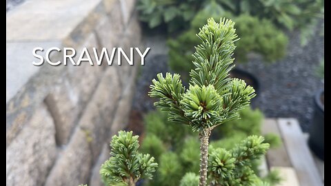 Wayward Pines