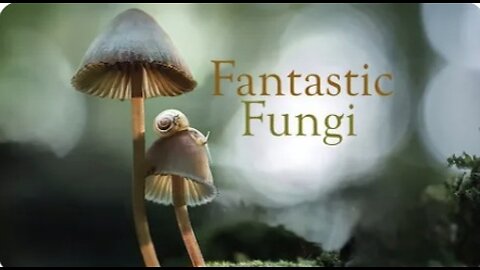 Fantastic Fungi 🍄 - Watch about mushrooms. 🍄 🍄 🍄