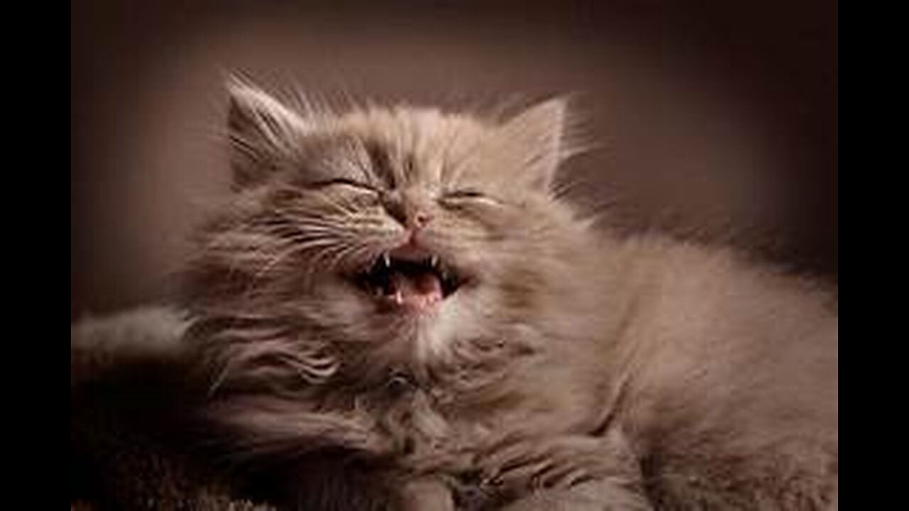 Funny and Cute Cats Collection - Part 46