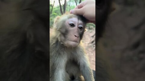 Be happy, monkey
