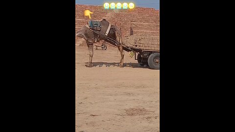 🎉Happy birthday everyone🌞It's To LAUGH When Watching This Video Cute DOG|cute cat|Please Follow me