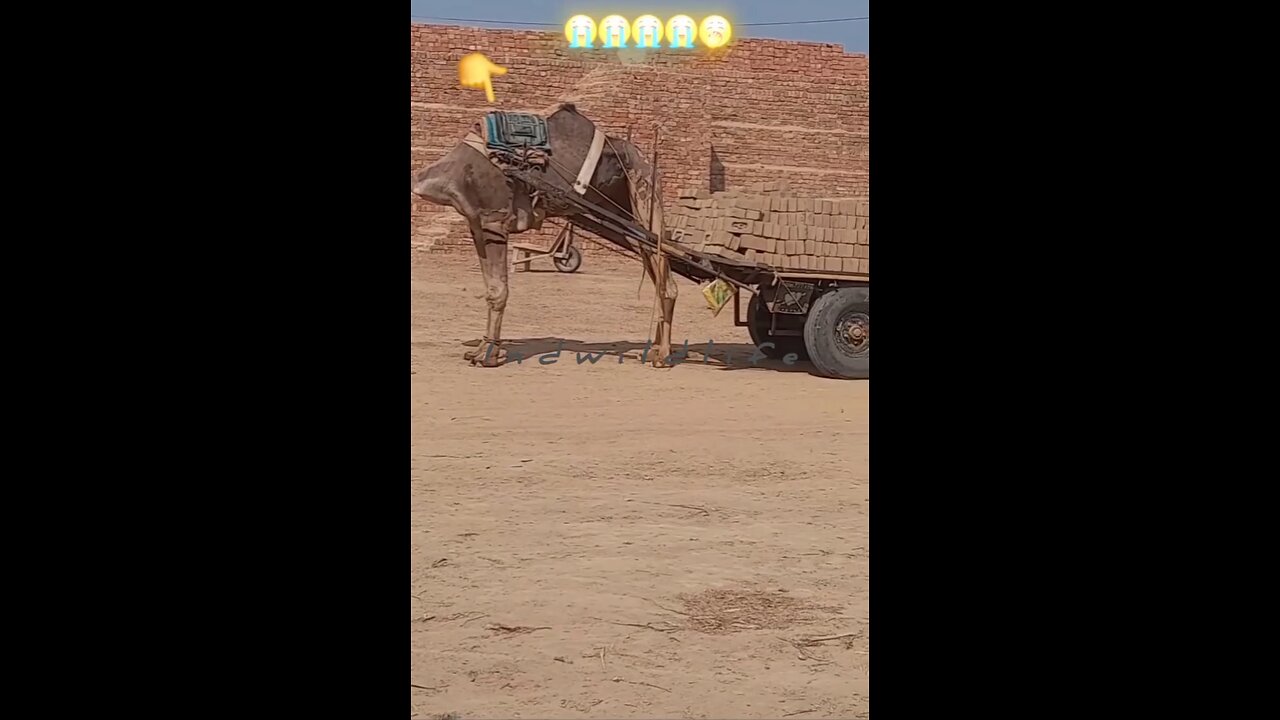 🎉Happy birthday everyone🌞It's To LAUGH When Watching This Video Cute DOG|cute cat|Please Follow me