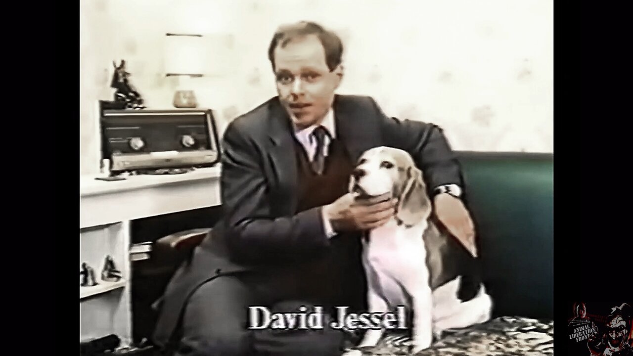 ALF Rescue 14 Beagles