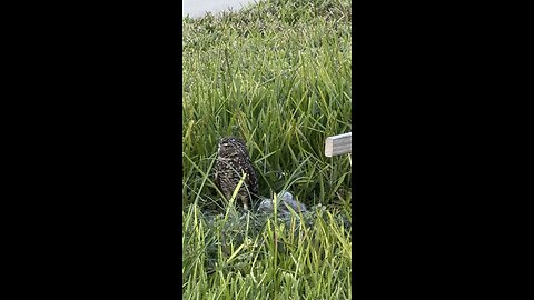 Baby Burrowing Owls Day 3 Out! | 4K