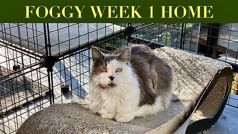 Sick Kitty ! - Foggy Week 1 post vet