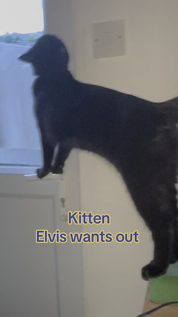 Kitten Elvis wants out!