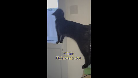 Kitten Elvis wants out!