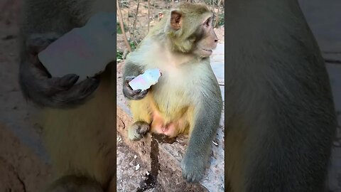 Comment you guys come monkey