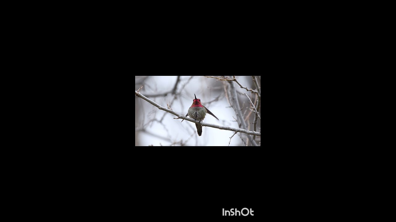 enjoy hummingbird 😄😄,🐦🐦.