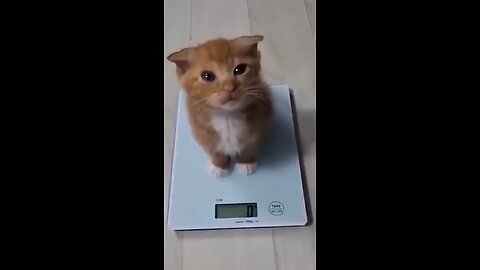 new cats video funny moments 😹😺👍