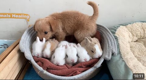 So funny! Two puppies are taking care of the bunnies, and the hen and duck want to join in. So cute!