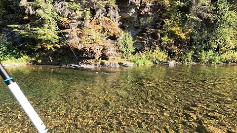 Stream full of trout!