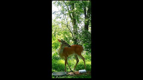 Deer Cam High Quality HQ Photos Of Buck Deer With Raccoons Taken June 2020 Game Cam Trail Camera