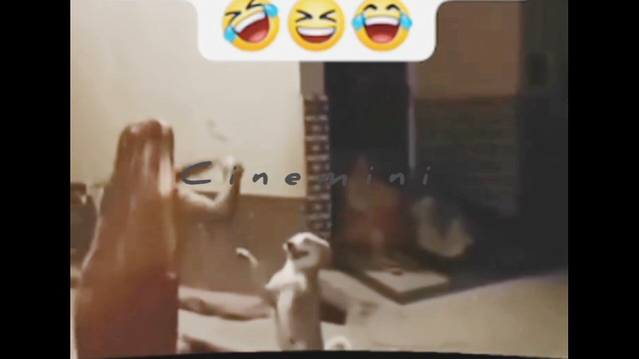 🎉Happy birthday everyone🌞It's To LAUGH When Watching This Video Cute DOG|cute cat|Please folllow