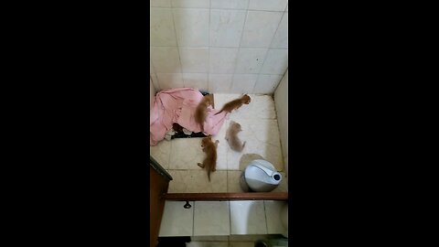 Kittens
