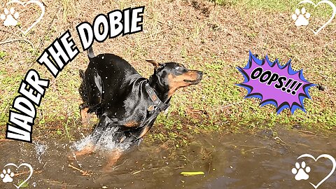 Doberman Pond Zoomies and Splash Attacks – Just Add Water 🐾💦