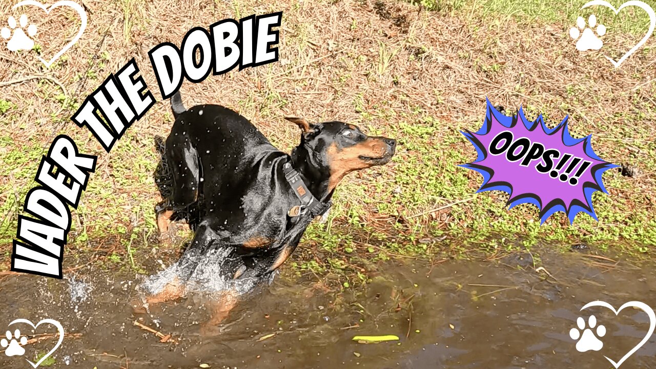 Doberman Pond Zoomies and Splash Attacks – Just Add Water 🐾💦