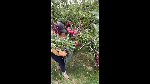 picking red apples