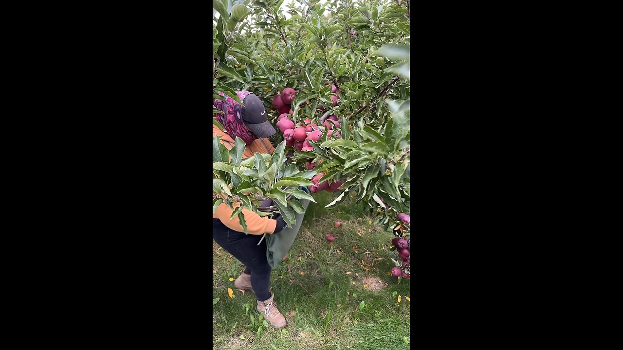 picking red apples