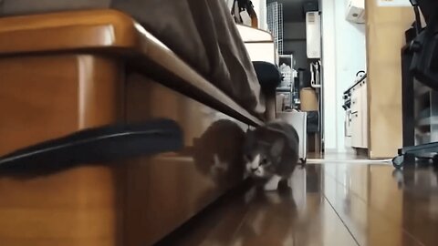 Cutiest and Funniest Pets