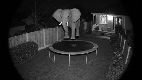 I just checked the home security cam and caught this guy on my trampoline..