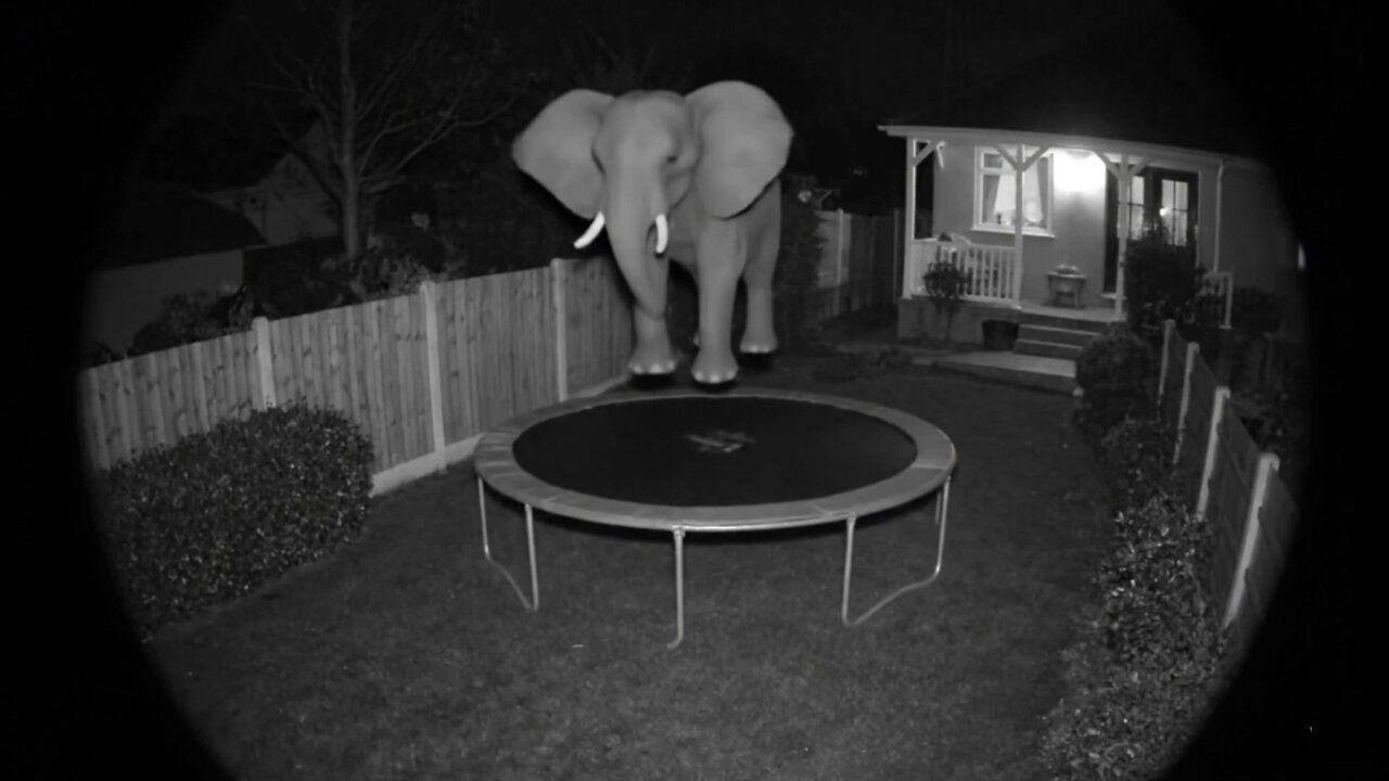 I just checked the home security cam and caught this guy on my trampoline..