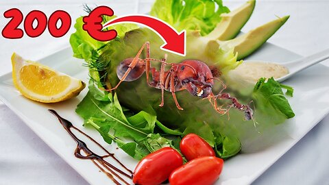 Would you pay 200€ for an ant? Find out what we are talking about! 
