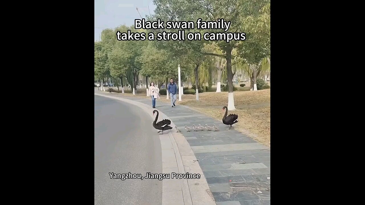 Black Swan family crosses road