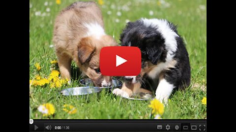 This Simple Bacon+Grass Trick Adds Years to Your Dog's Life