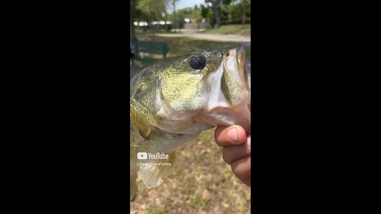 Another day with another fish