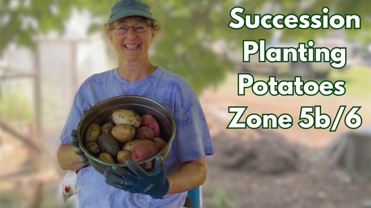 Easy Succession Potato Planting Zone 5b:6: In our greenhouse