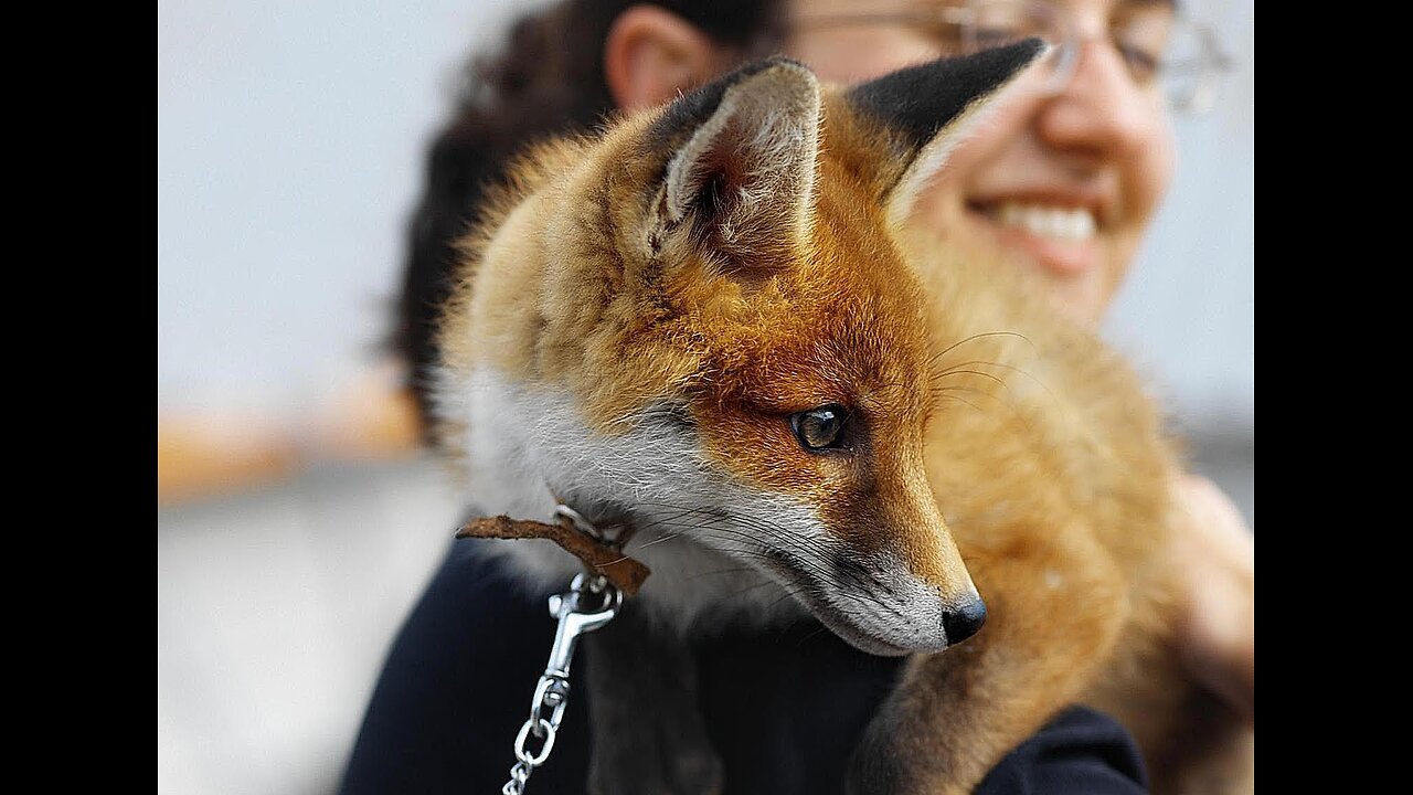 Can You Make a Fox Your Pet ? - Surprise !