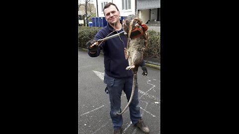 Mutant Rats take over Birmingham City, UK