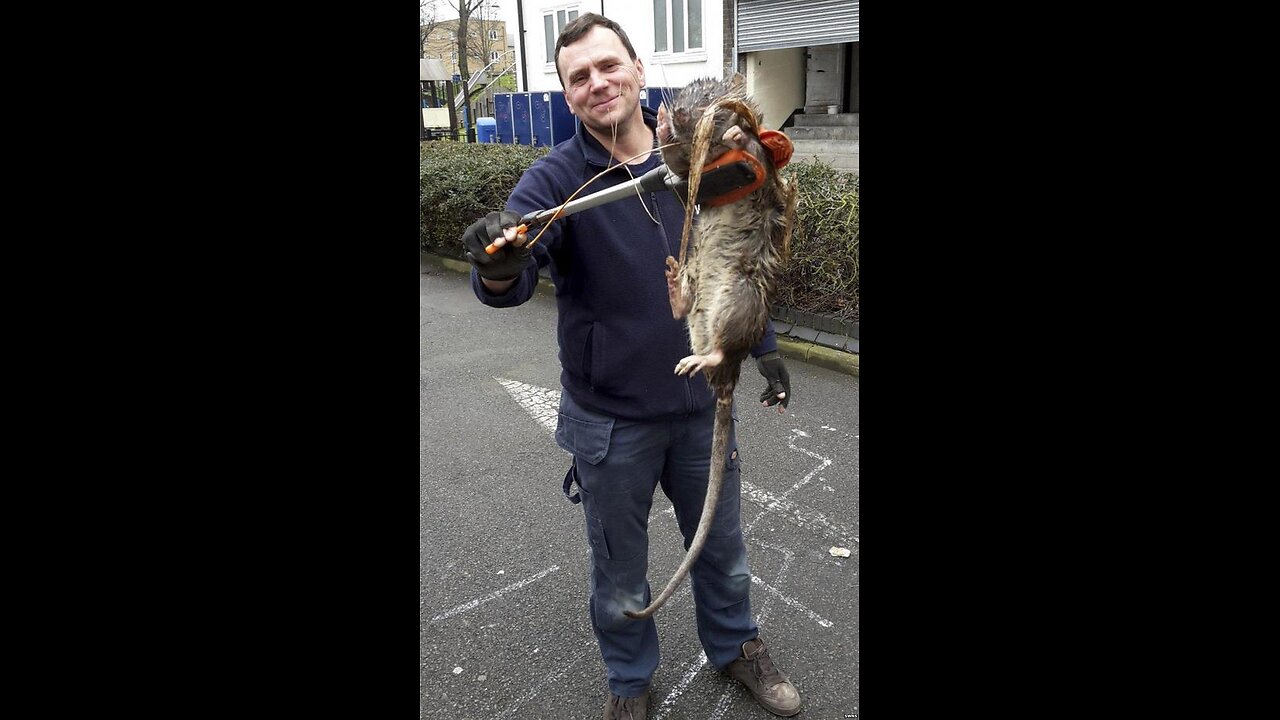 Mutant Rats take over Birmingham City, UK