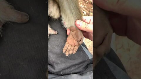 Check out the monkey's dirty hands